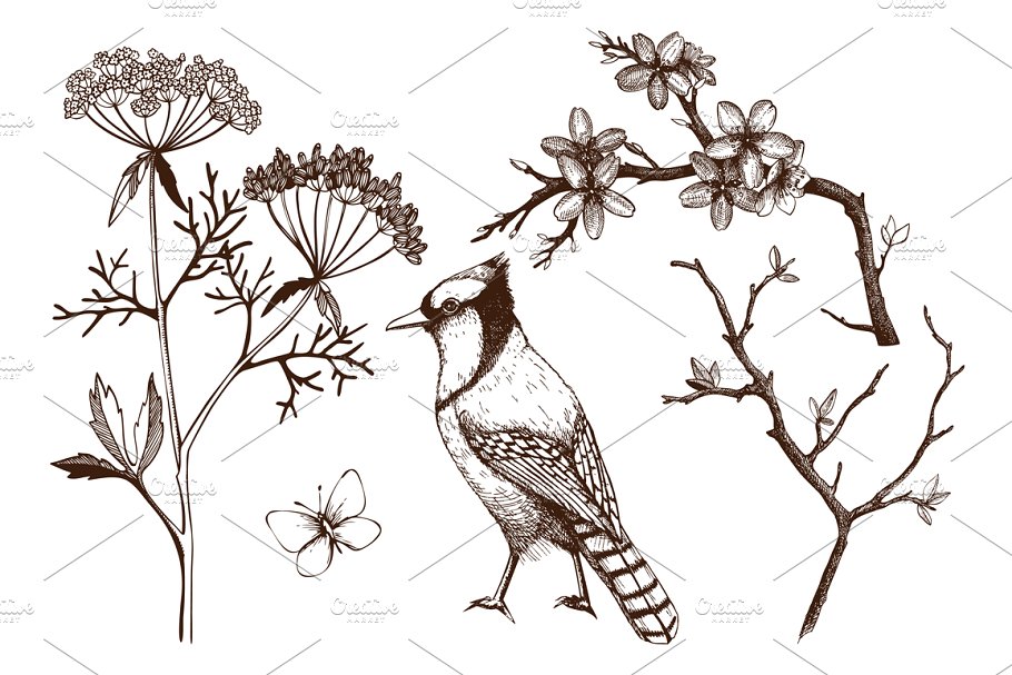 春季手绘小鸟自然元素 Hand Drawn Spring Birds Patterns插图(1)