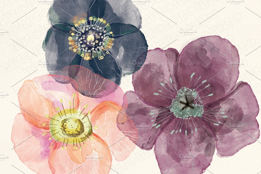 手绘水彩藜芦毛茛属植物图像 Watercolor hellebore flowers clipart插图(1)