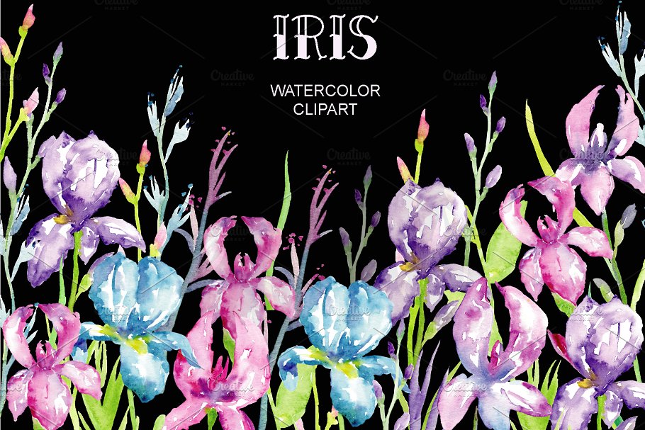 蓝紫色鸢尾属植物花卉水彩插画 Watercolor Blue, Purple Iris Clipart插图(1)