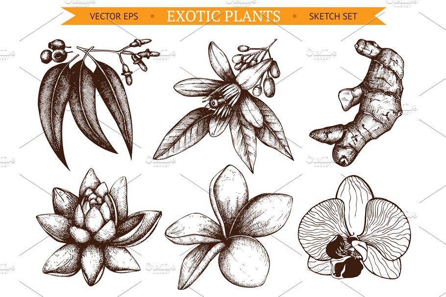 6款墨水手绘外来植物插图 6 Vector Exotic Flowers插图
