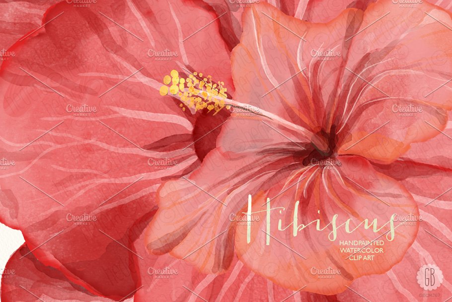 红芙蓉水彩剪切画 Watercolor red hibiscus tropical插图(1)