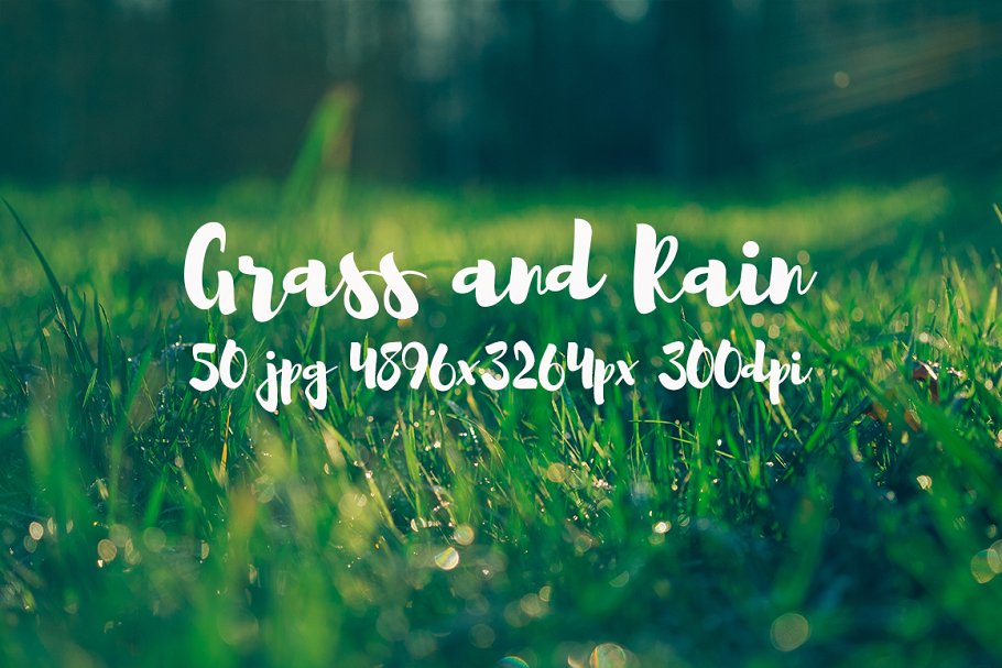 草与雨主题高清照片素材 Grass and rain photo pack插图(6)