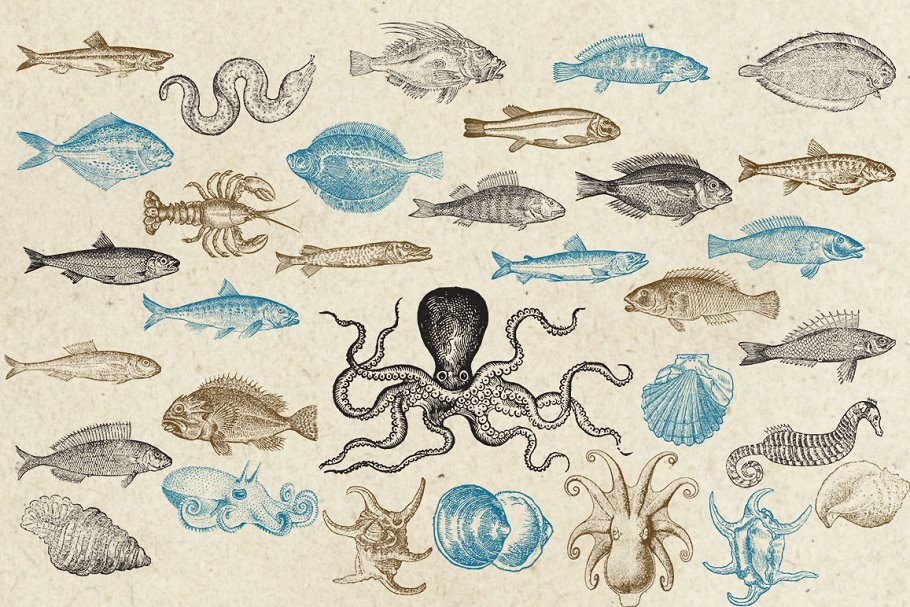 海洋生物旧书插画集 Antique Sea Creatures & Monsters插图(1)