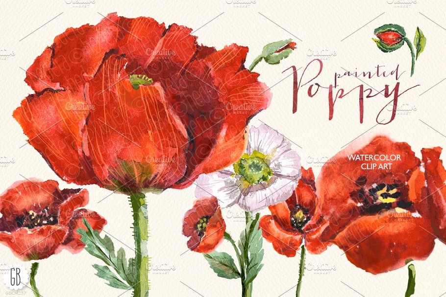 深红色罂粟花水彩剪贴画 Aquarelle watercolor red wild poppy插图