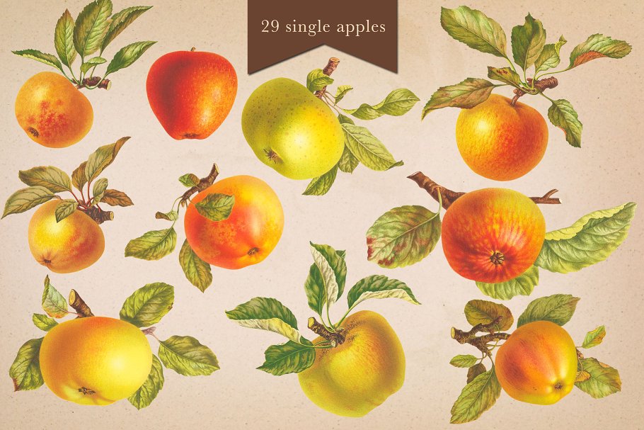 旧书水果插画素材集 Cider House Apple & Pear Graphics插图(2)