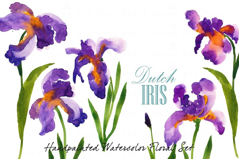 荷兰鸢尾花卉水彩艺术剪贴画 Dutch Iris-Watercolor Clip Art插图(1)