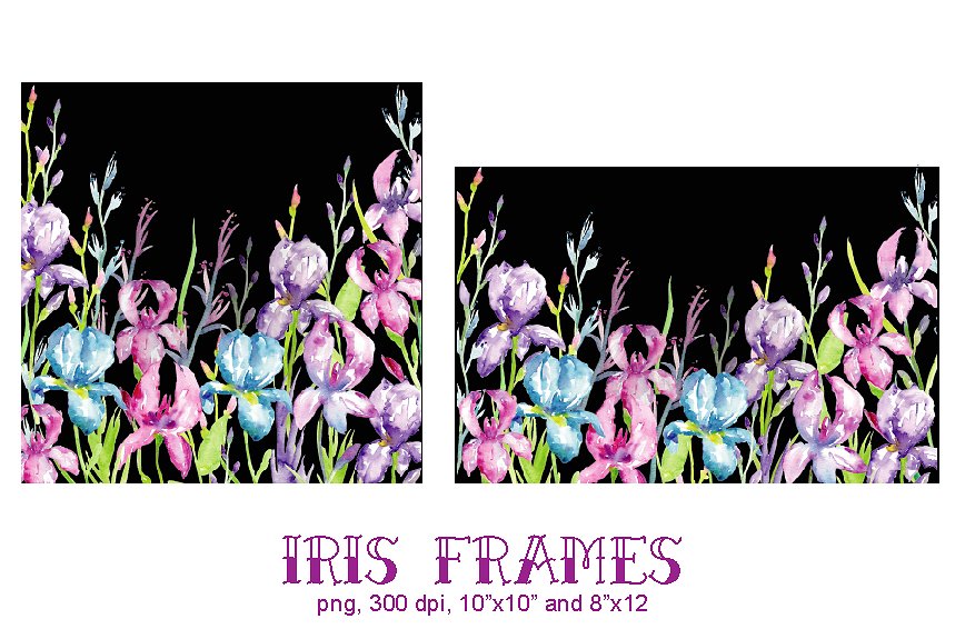 蓝紫色鸢尾属植物花卉水彩插画 Watercolor Blue, Purple Iris Clipart插图(3)