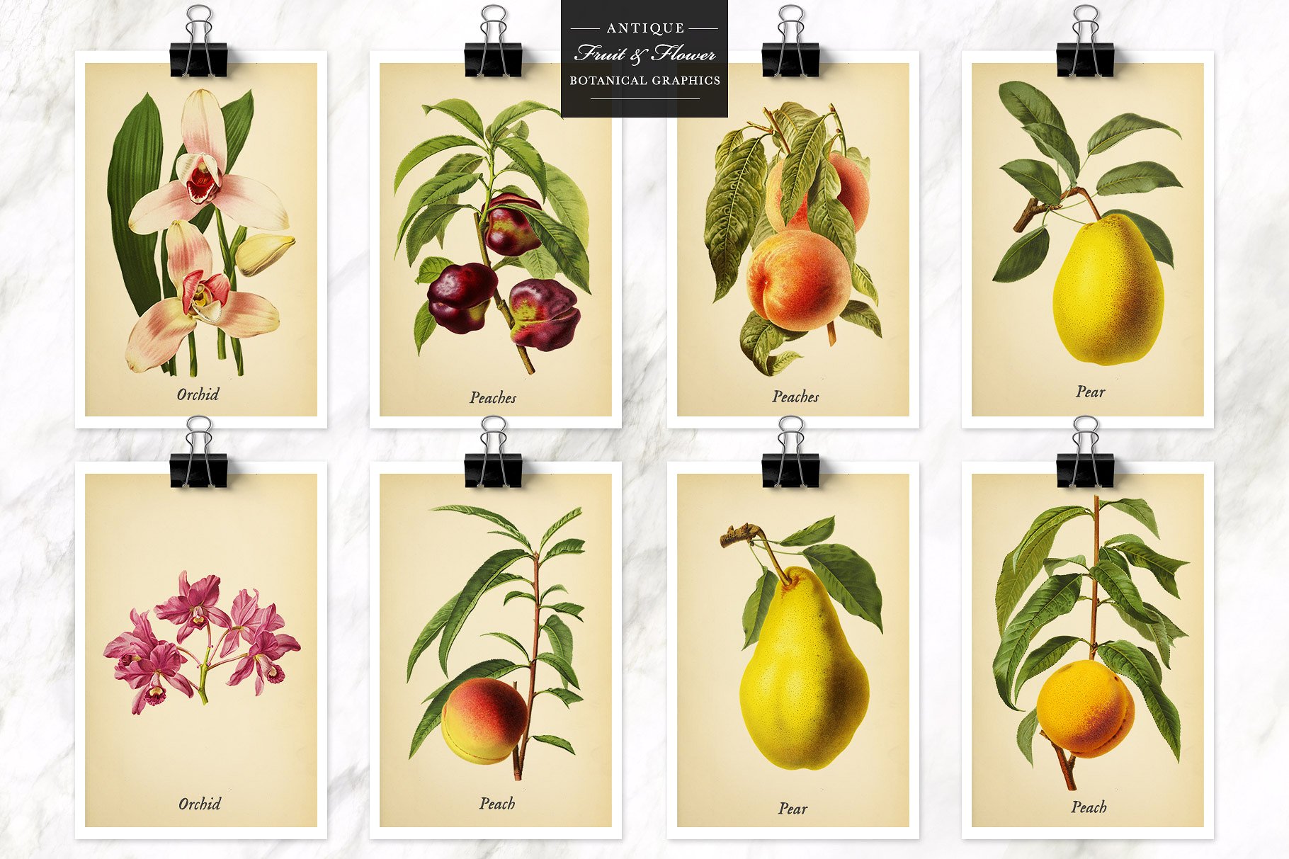 复古风格水果&花卉剪贴画素材 Antique Fruit & Flowers Graphics插图(7)
