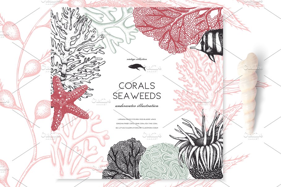 海藻珊瑚矢量插画合集 Vector Seaweeds & Corals Set插图(3)