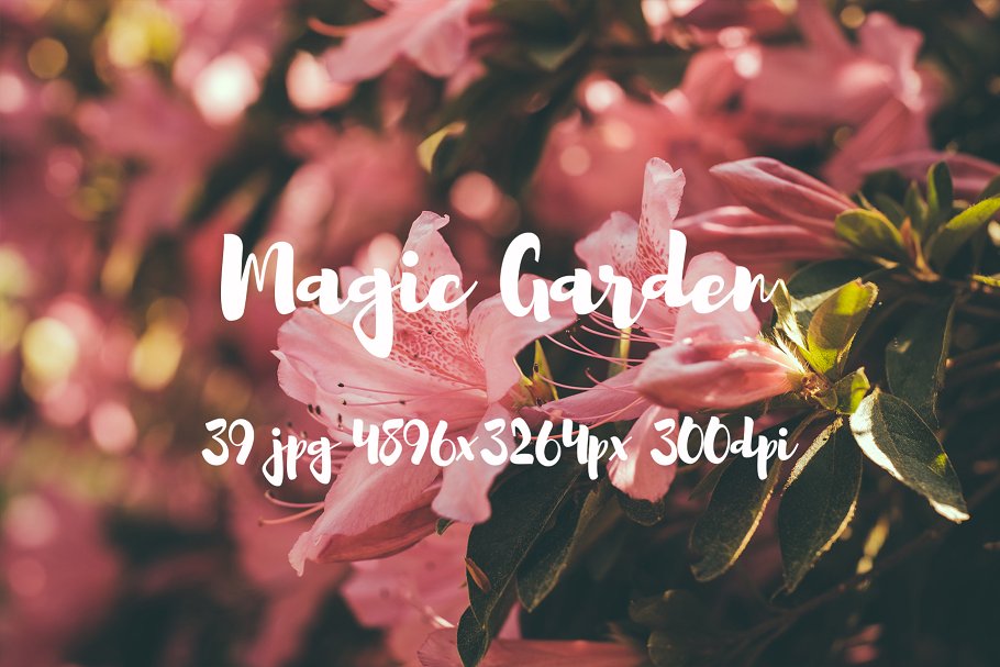 秘密花园花卉植物高清照片素材 Magic Garden photo pack插图