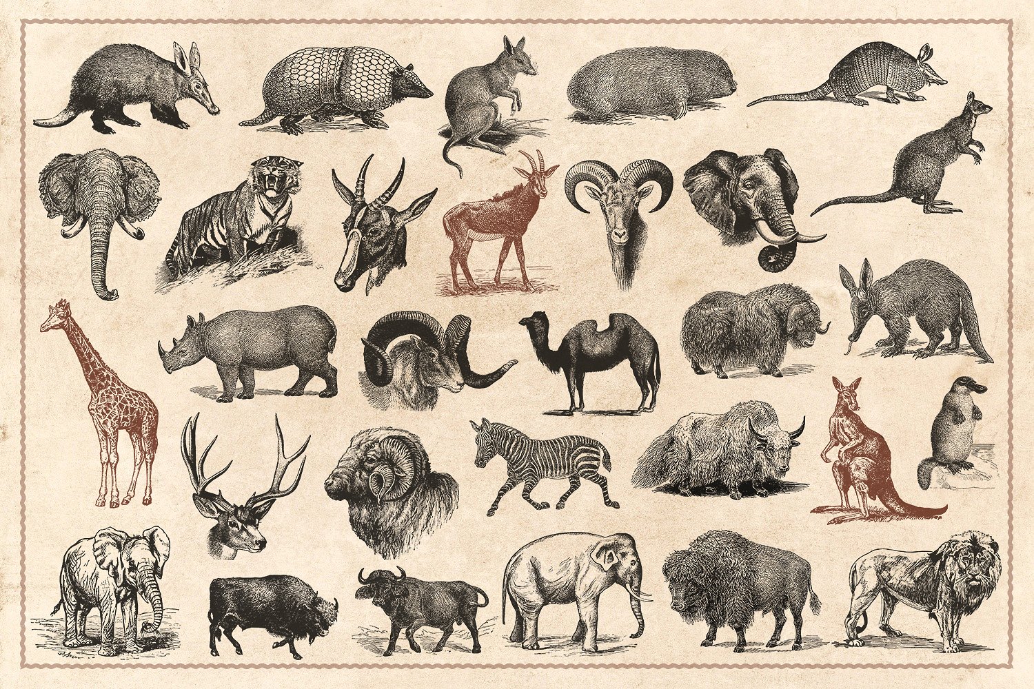 176个复古野生动物手绘（矢量）插图(3)