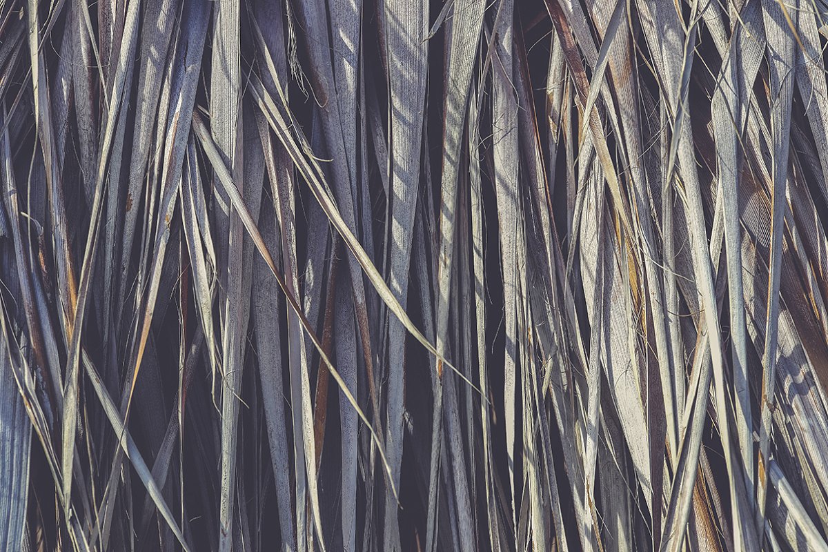 热带植物棕榈叶纹理背景插图(3)