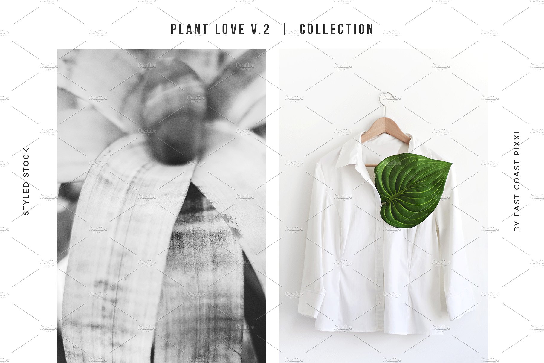 多风格植物叶子元素纹理 Plant Love V.2  Styled Stock Set插图(2)