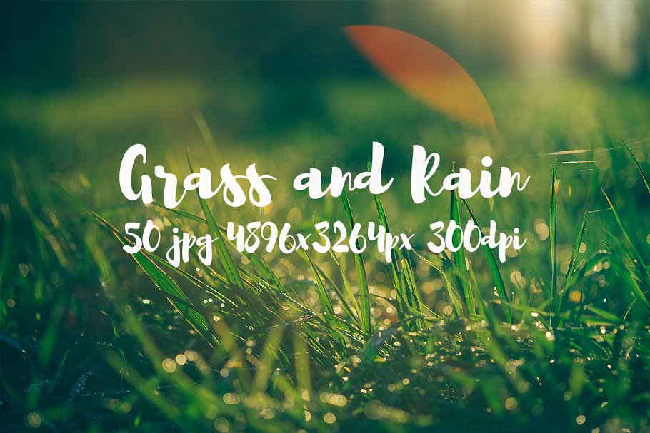 草与雨主题高清照片素材 Grass and rain photo pack插图(4)