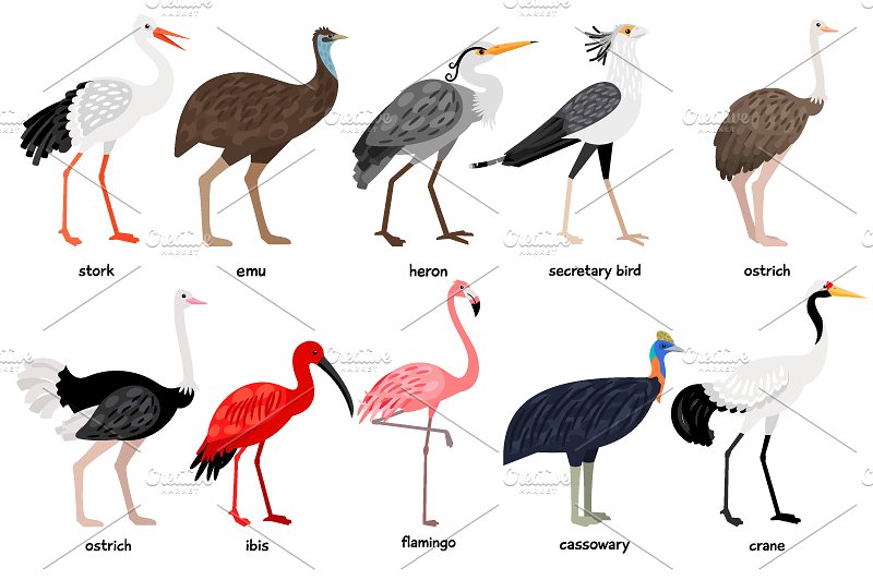 海量各种鸟手绘矢量素材 Big set of Different Birds插图(3)