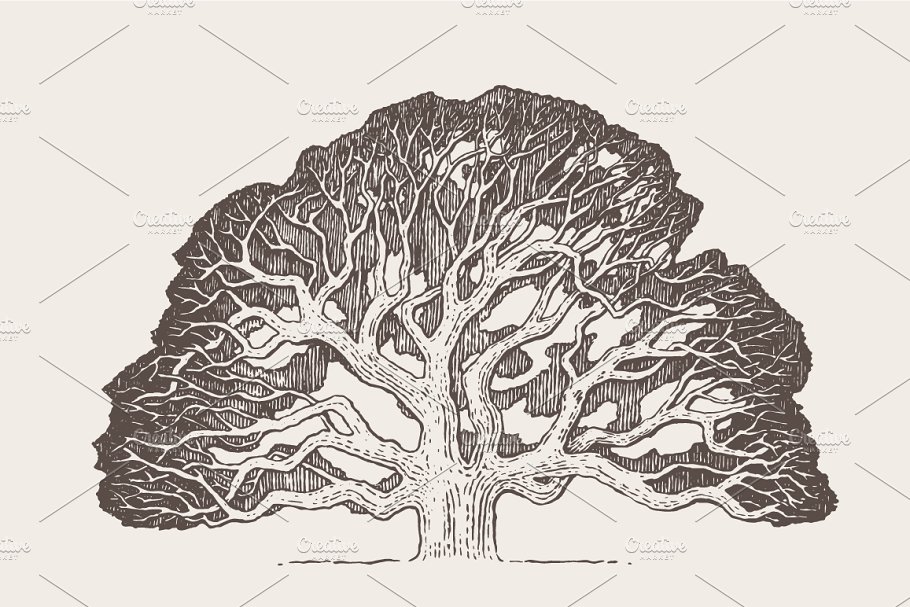 老橡树素描矢量插画 Illustration of an old oak tree插图(1)