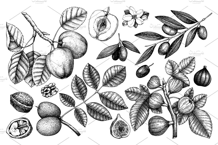 黑色矢量树木植物插画 Black Vector Trees Collection插图(2)