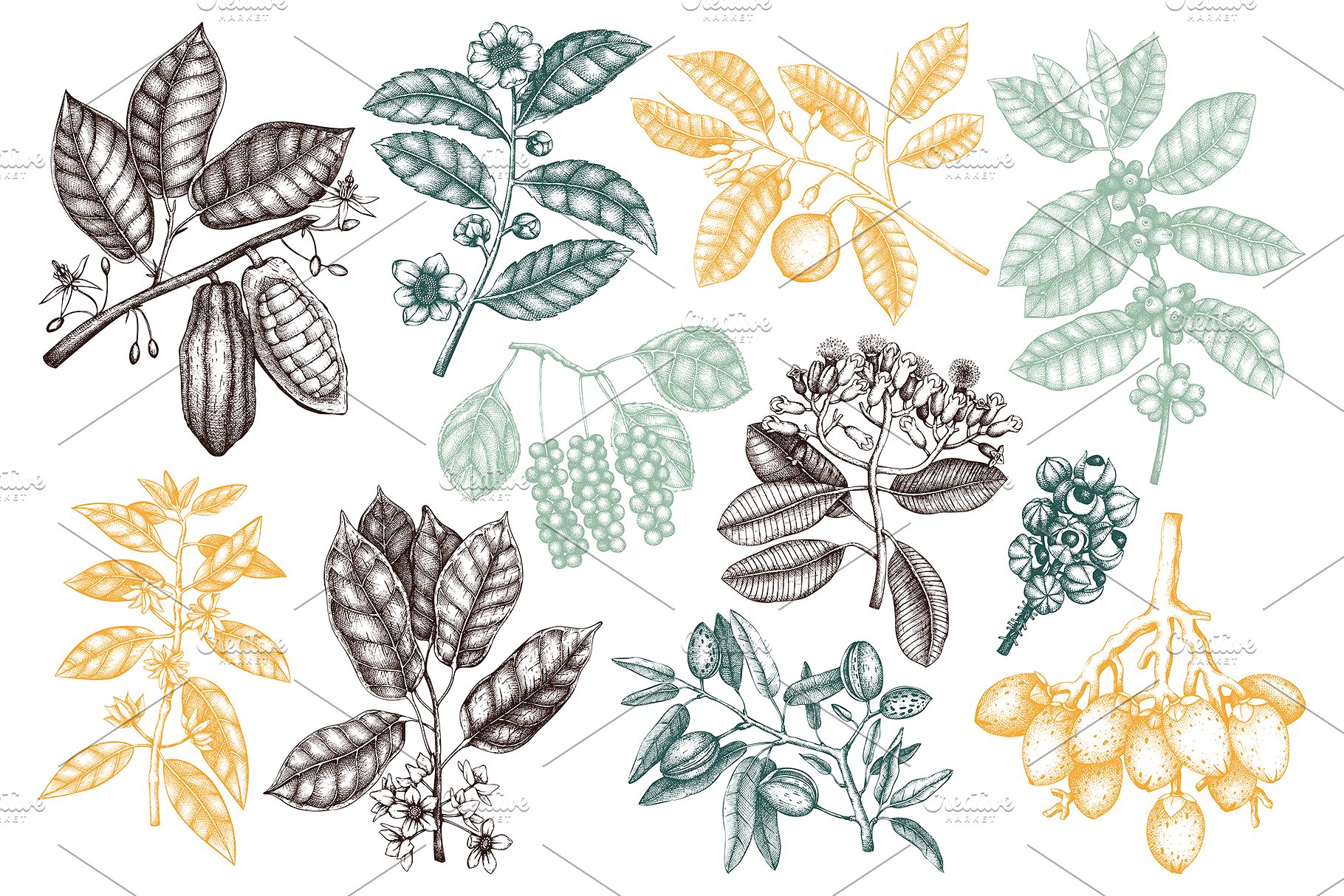 滋补辛辣植物素描矢量图形 Tonic & Spicy Plants Sketch Set插图(1)