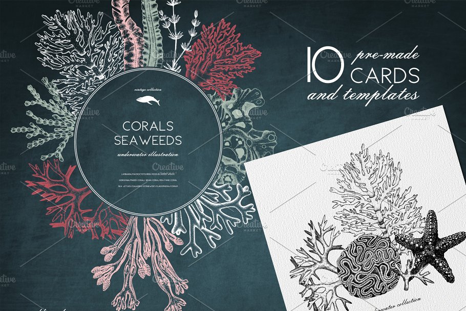 海藻珊瑚矢量插画合集 Vector Seaweeds & Corals Set插图(5)