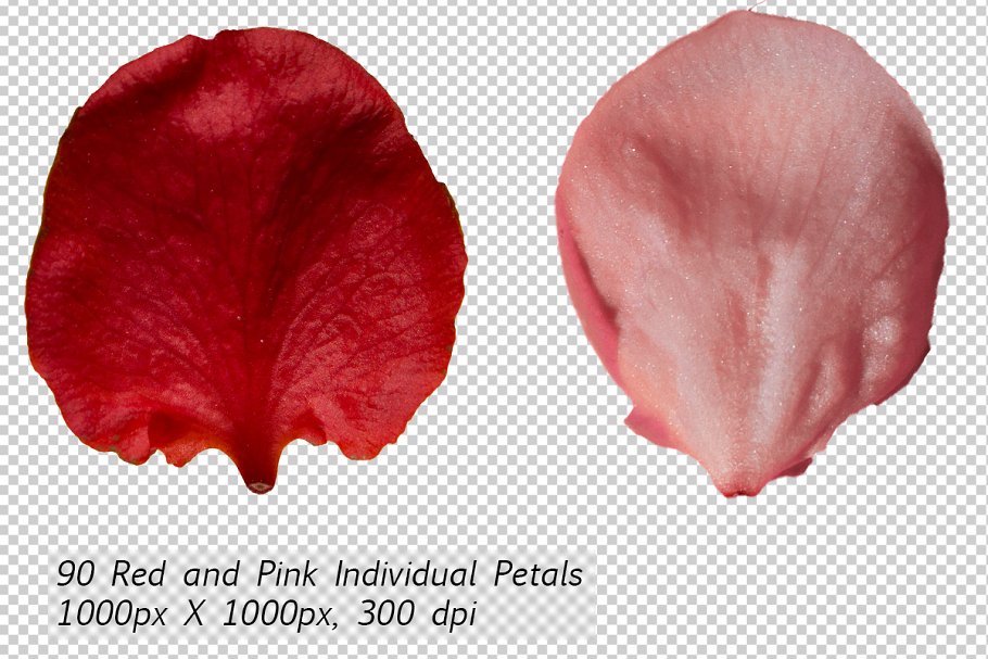 5K高清分辨率花瓣叠层覆盖层素材 5K Petals Overlays插图(1)