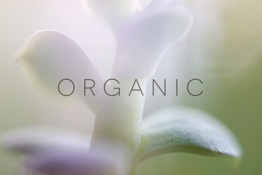 20张高清分辨率花卉植物特写镜头照片 Organic插图(5)