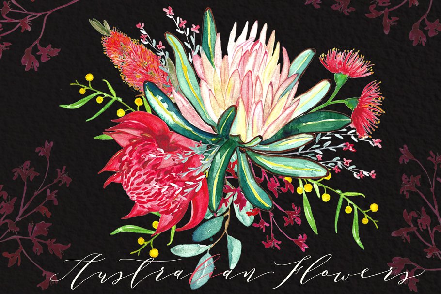 澳大利亚水彩花卉插画 Australian flowers watercolors插图(2)
