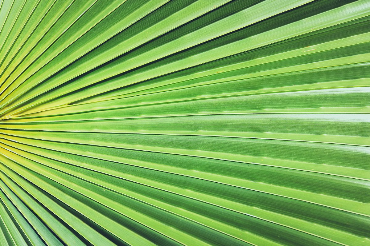 热带植物棕榈叶纹理背景插图(8)