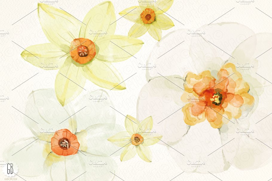 黄水仙水彩剪贴画 Watercolor narcissus, daffodils插图(1)