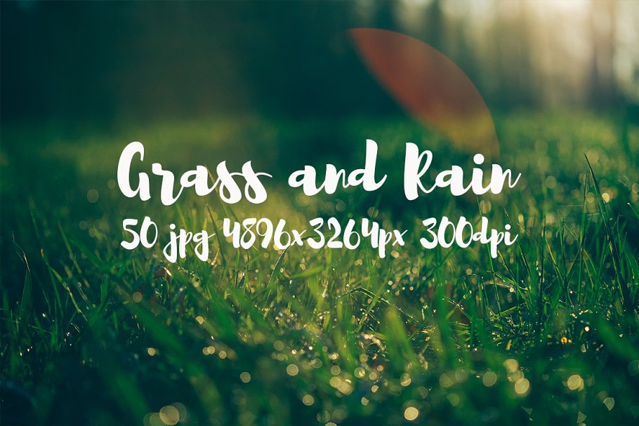 草与雨主题高清照片素材 Grass and rain photo pack插图(16)