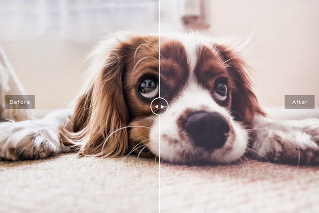 可爱宠物摄影照片处理效果PS滤镜插件 Pet Photoshop Actions Collection插图(4)