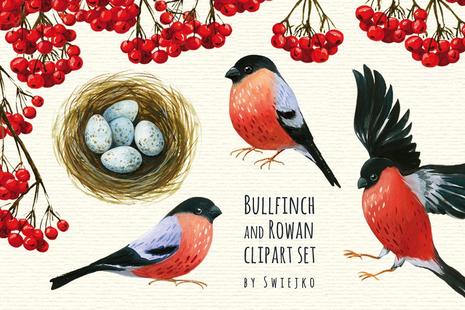 红腹灰雀和花楸浆果水彩剪贴画 Bullfinch and Rowan clipart插图