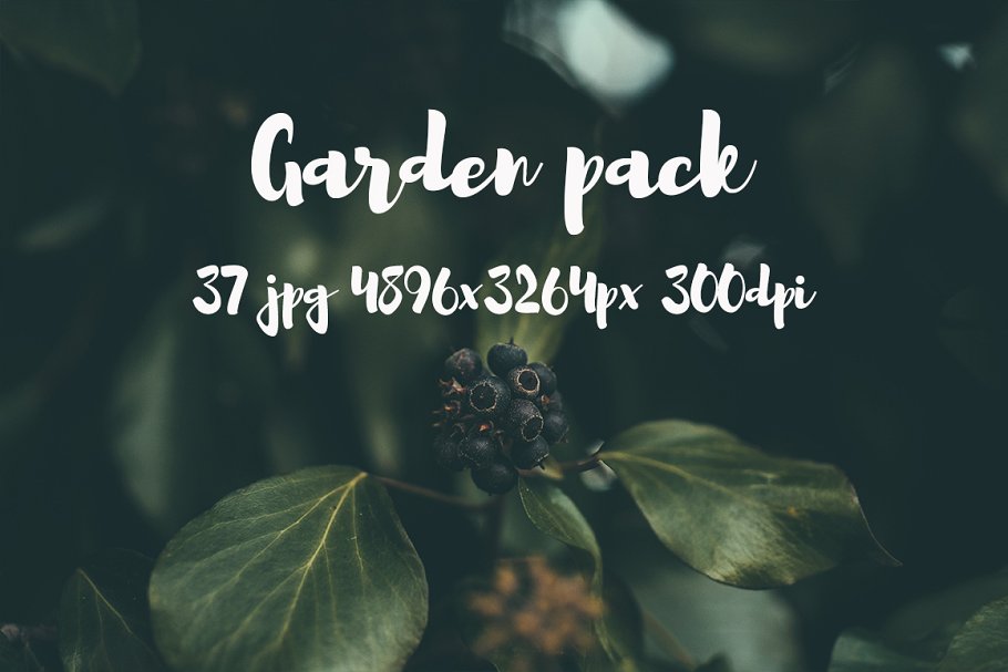 花园花卉植物高清照片素材 Garden photo Pack III插图(7)
