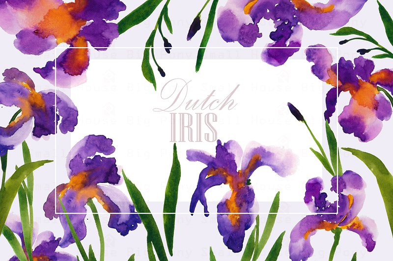荷兰鸢尾花卉水彩艺术剪贴画 Dutch Iris-Watercolor Clip Art插图