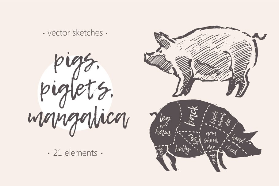 钢笔素描猪图形 Illustrations of pigs, piglets & etc插图
