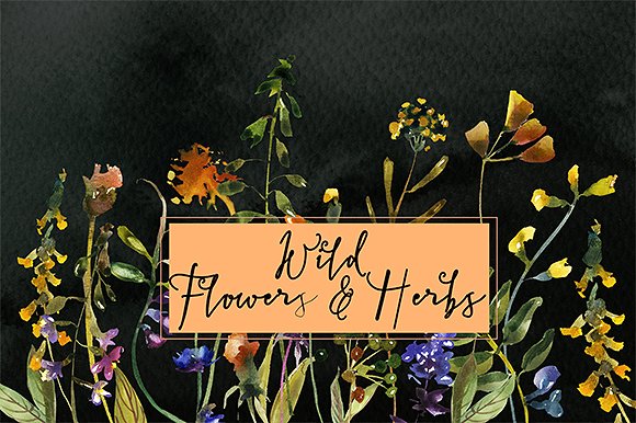 野花草本水彩套装 Wild Flowers & Herbs Watercolor Set插图(4)