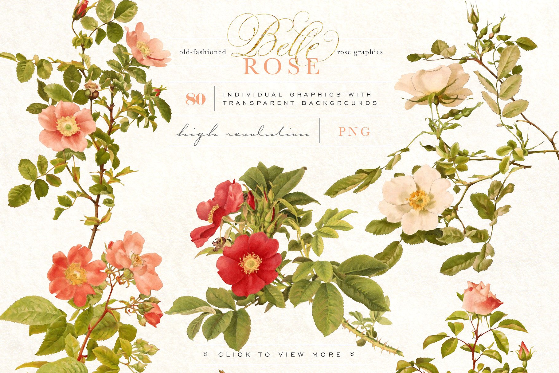 旧时尚老派水彩玫瑰花卉剪贴画合集 Belle Rose Antique Graphics Bundle插图(4)