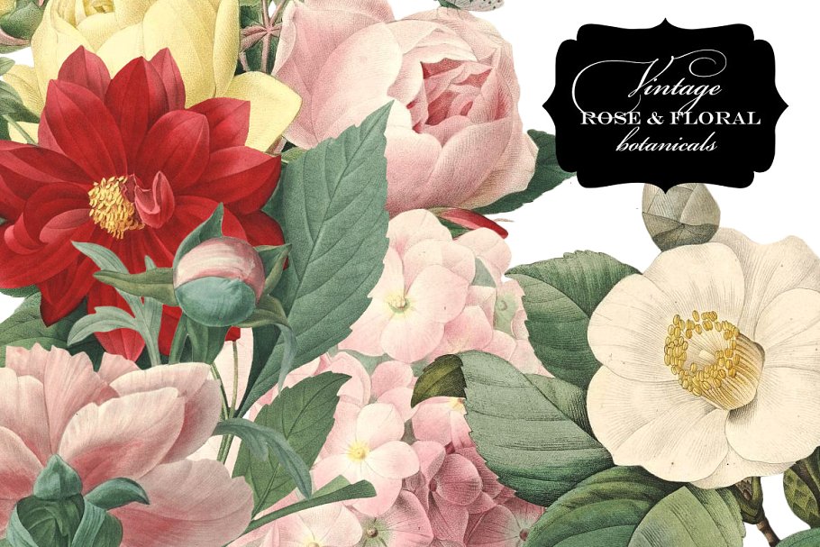 复古玫瑰花卉植物剪贴画 Vintage Rose & Floral Botanicals插图(1)