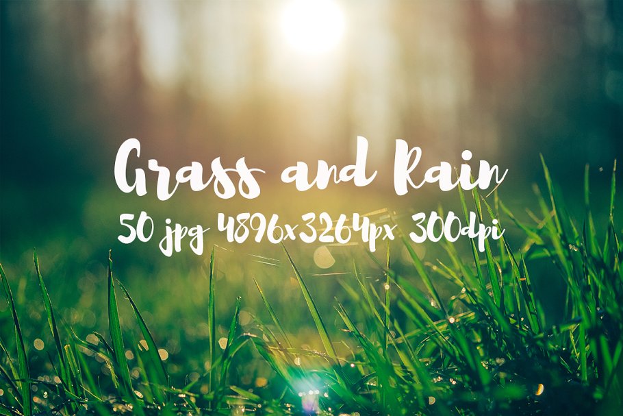 草与雨主题高清照片素材 Grass and rain photo pack插图(11)