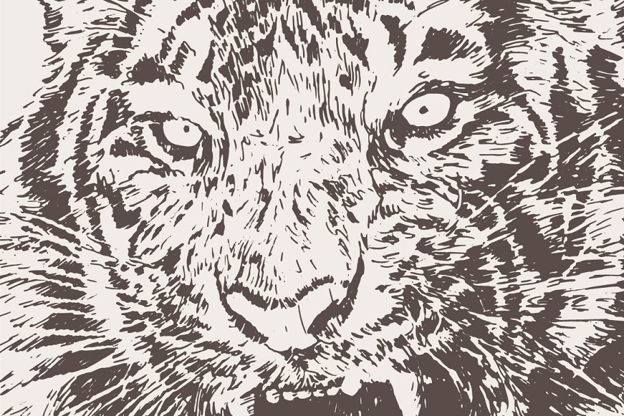 老虎素描剪贴画 Illustration of a roaring tiger插图(1)