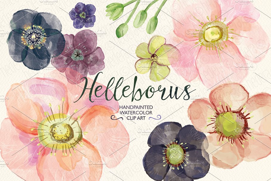 手绘水彩藜芦毛茛属植物图像 Watercolor hellebore flowers clipart插图