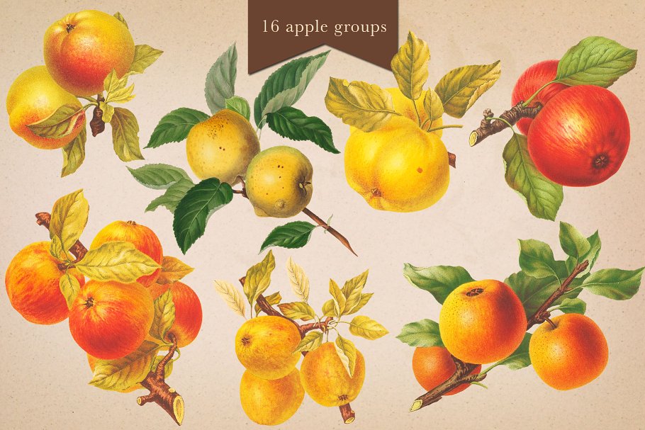 旧书水果插画素材集 Cider House Apple & Pear Graphics插图(5)