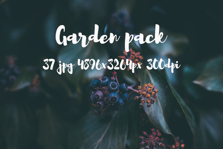 花园花卉植物高清照片素材 Garden photo Pack III插图(4)
