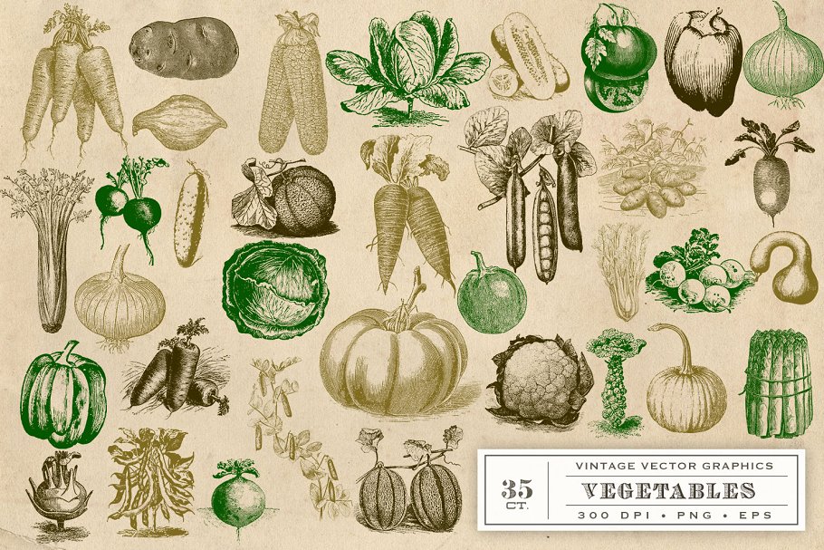 复古原始蔬菜植物矢量插图 Vintage Vegetable Garden Graphics插图(2)