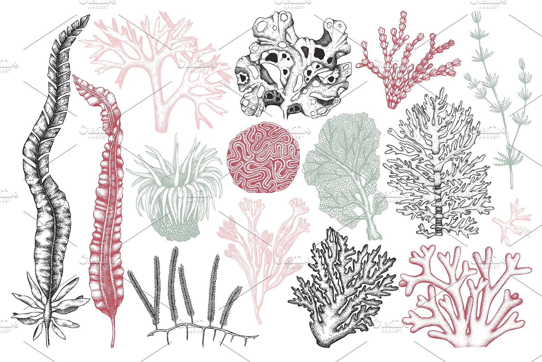 海藻珊瑚矢量插画合集 Vector Seaweeds & Corals Set插图(1)