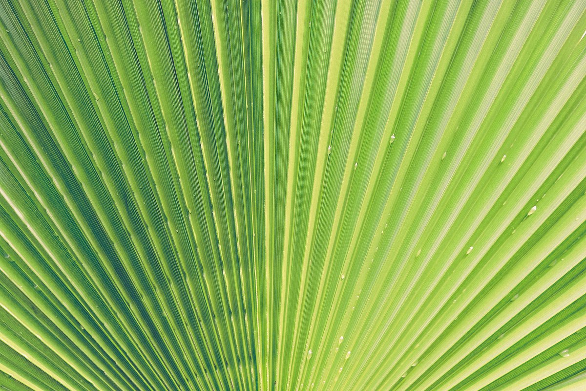 热带植物棕榈叶纹理背景插图(9)