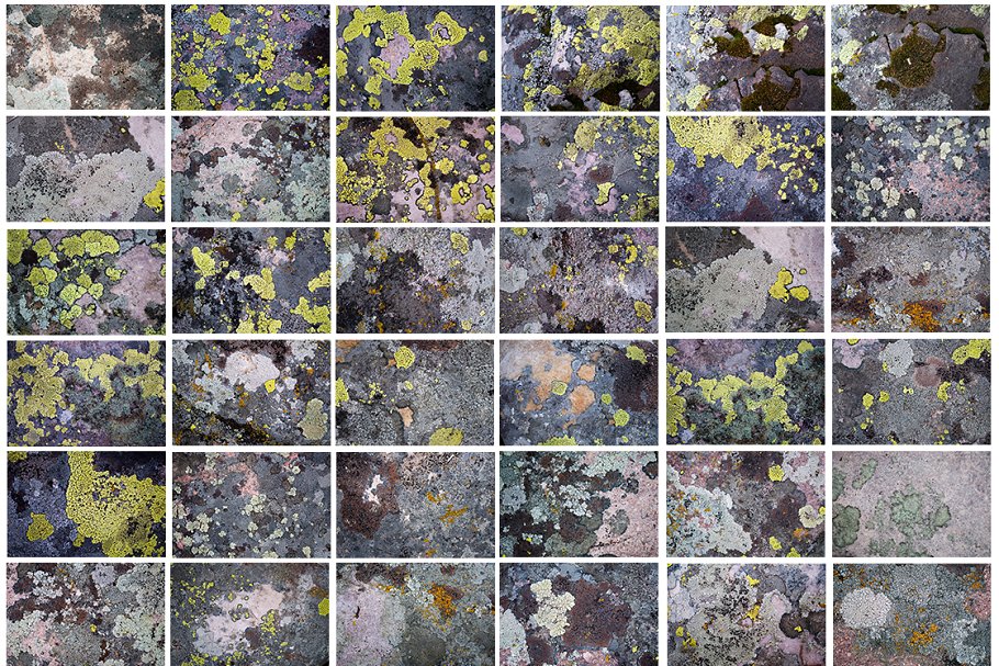 36款地衣苔藓实景纹理 36 Lichen Textures插图(1)