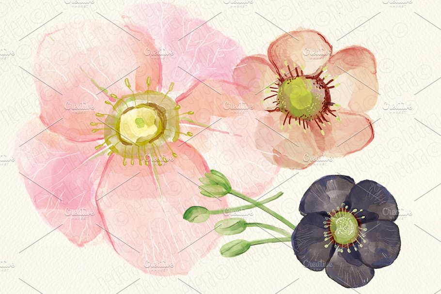 手绘水彩藜芦毛茛属植物图像 Watercolor hellebore flowers clipart插图(2)