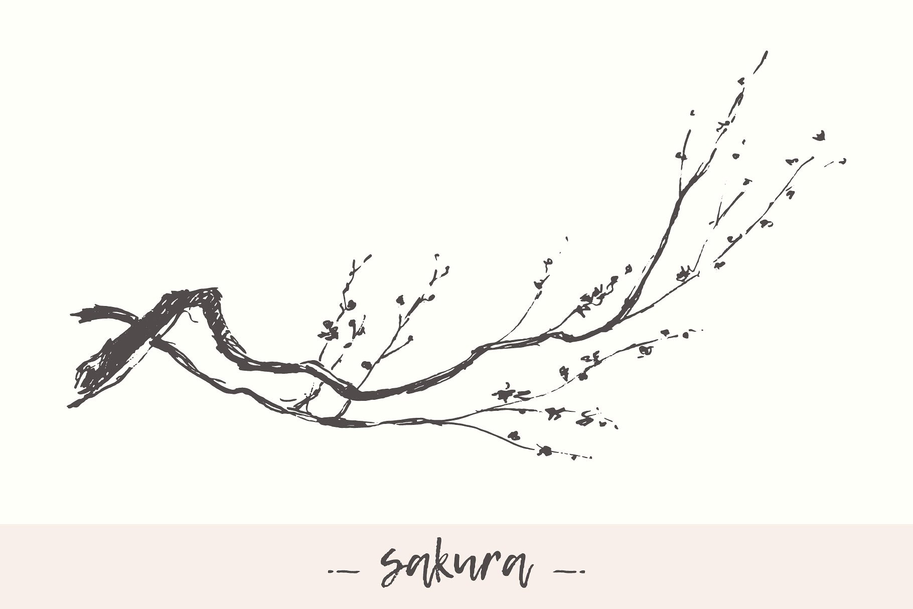 樱花树素描矢量图形 Cherry blossom插图