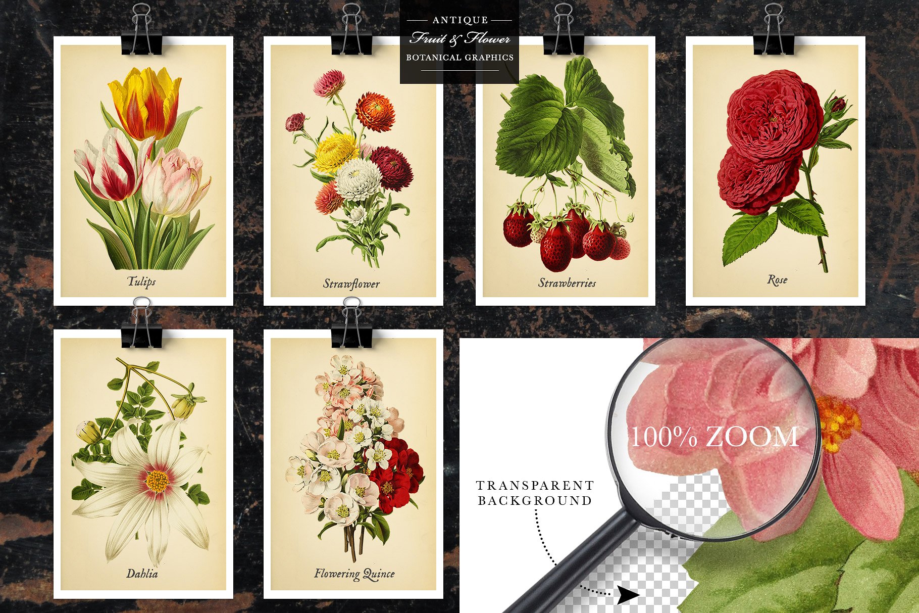 复古风格水果&花卉剪贴画素材 Antique Fruit & Flowers Graphics插图(9)