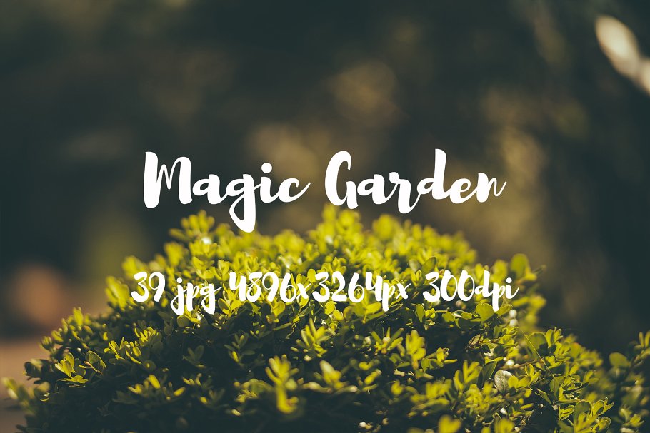 秘密花园花卉植物高清照片素材 Magic Garden photo pack插图(10)